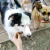 Napsanosy_zdjecie_z_psem_2.webp