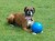 Boomer Ball XL - piłka dla psa - 10" / 25cm niebieska