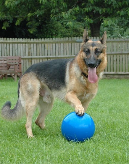 Boomer Ball XL - piłka dla psa - 10" / 25cm niebieska