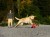 Chuckit! Kick Fetch Small