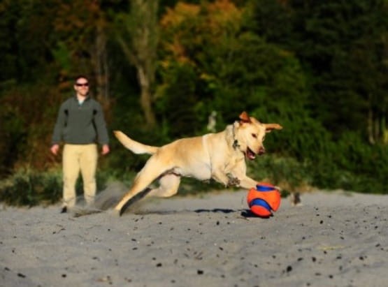 Chuckit! Kick Fetch Small