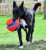Chuckit! Kick Fetch Small