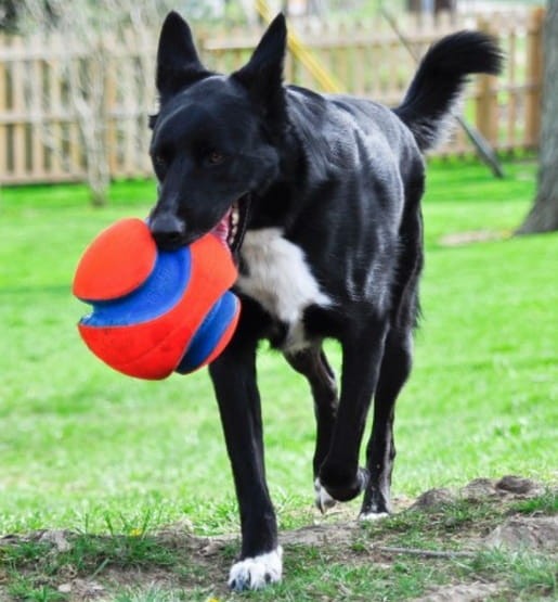 Chuckit! Kick Fetch Small
