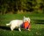 Chuckit! Kick Fetch Large