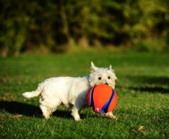Chuckit! Kick Fetch Large