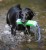 Chuckit! Amphibious Bumper Medium