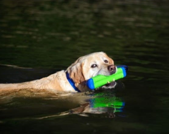 Chuckit! Amphibious Bumper Medium