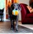 Chuckit! Indoor Ball
