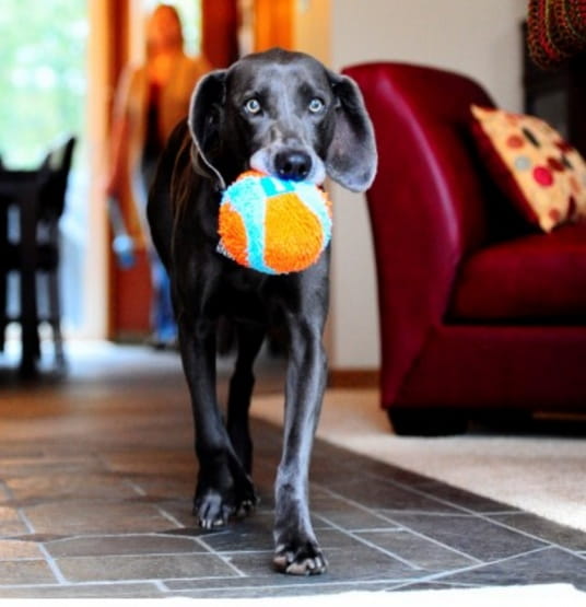 Chuckit! Indoor Ball