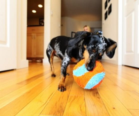 Chuckit! Indoor Ball