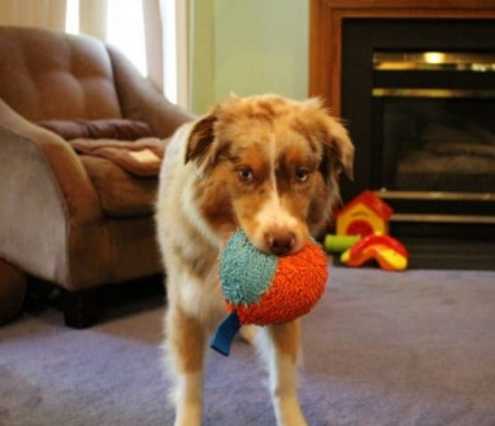 Chuckit! Indoor Ball