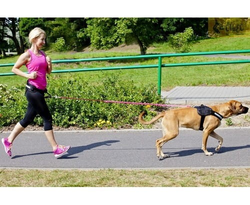 Dingo Smycz do biegania - taśma z amortyzatorem 170cm z rączką czarna