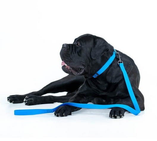 Collar Waterproof Smycz wodoodporna L-XXL 25mm/183cm niebieska