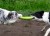 Kiwi Walker Let's Play Frisbee Maxi pomarańczowe