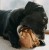 4DOGS Gryzak z korzenia drzewa wrzosowego S