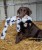 Zolux Zabawka pluszowa Furry Farm Krowa Isache 60cm