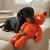Zolux Zabawka pluszowa Furry Farm Kogut Brock 60cm