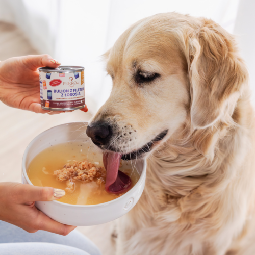 perroland_soups_losos1-768x768.png