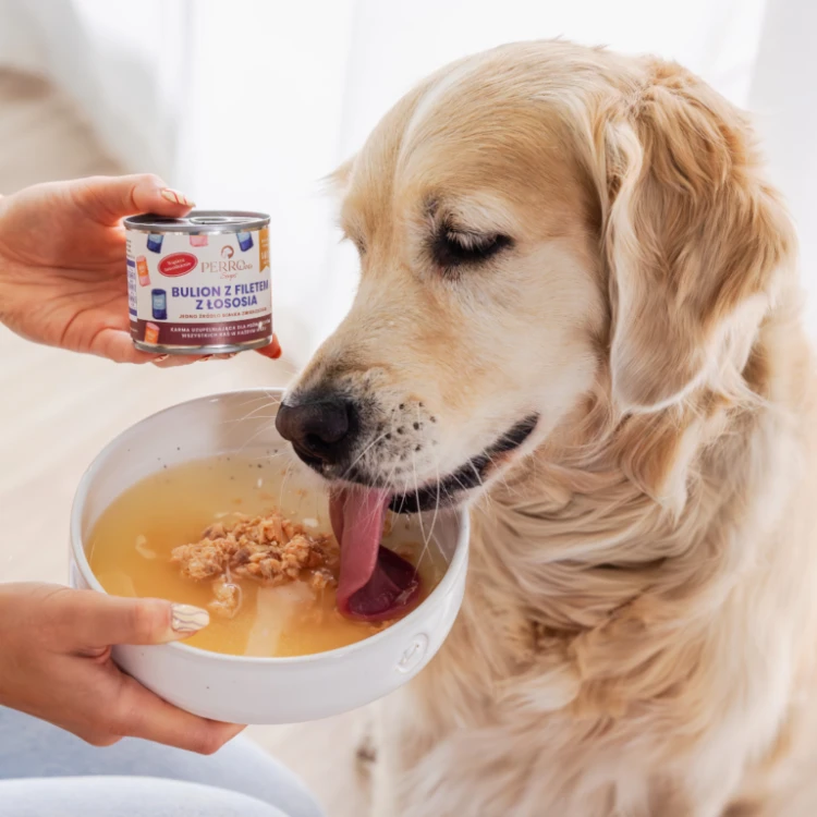 perroland_soups_losos1-768x768.png